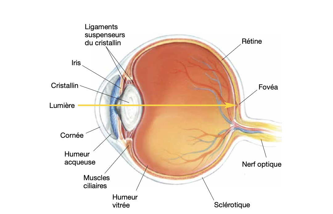 Coupe transversale de l’œil. Les structures présentes à la surface de l’œil régulent le flux de lumière qui pénètre dans l’œil et contribuent à sa diffraction sur la rétine.